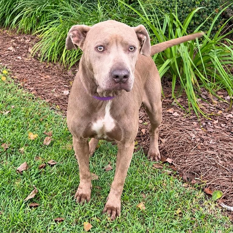 Enlarge Sparkle, a Adoptable mixed breed in Valdosta, GA image 2/2