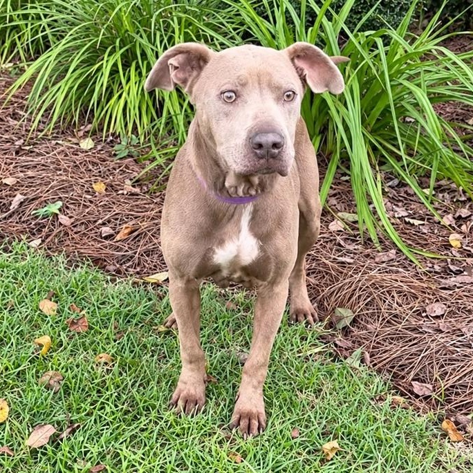 Sparkle, Adoptable, Young Female Pit Bull Terrier.