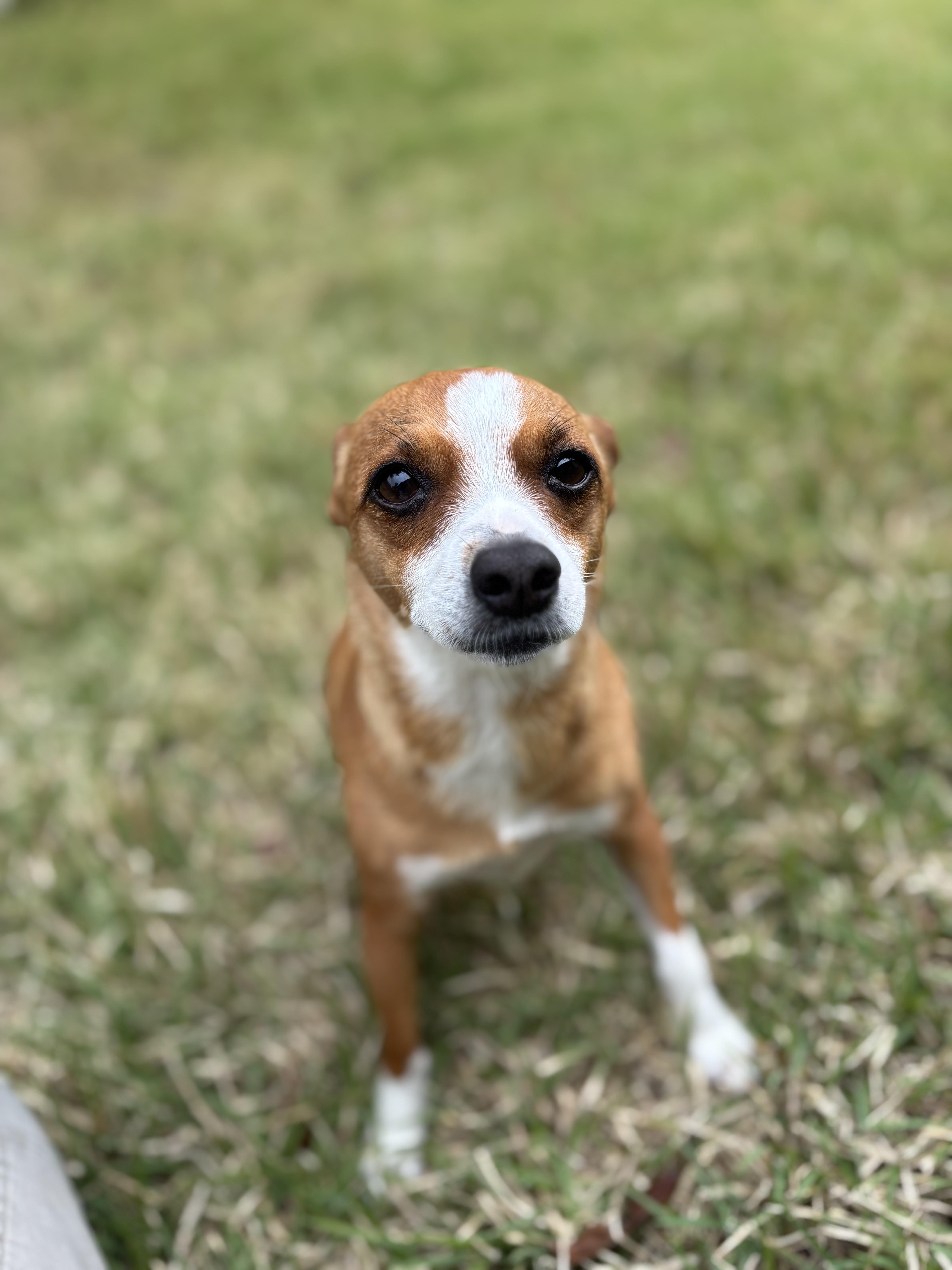 Enlarge Tanya , a ADOPTABLE mixed breed in Boston, MA image 3/6