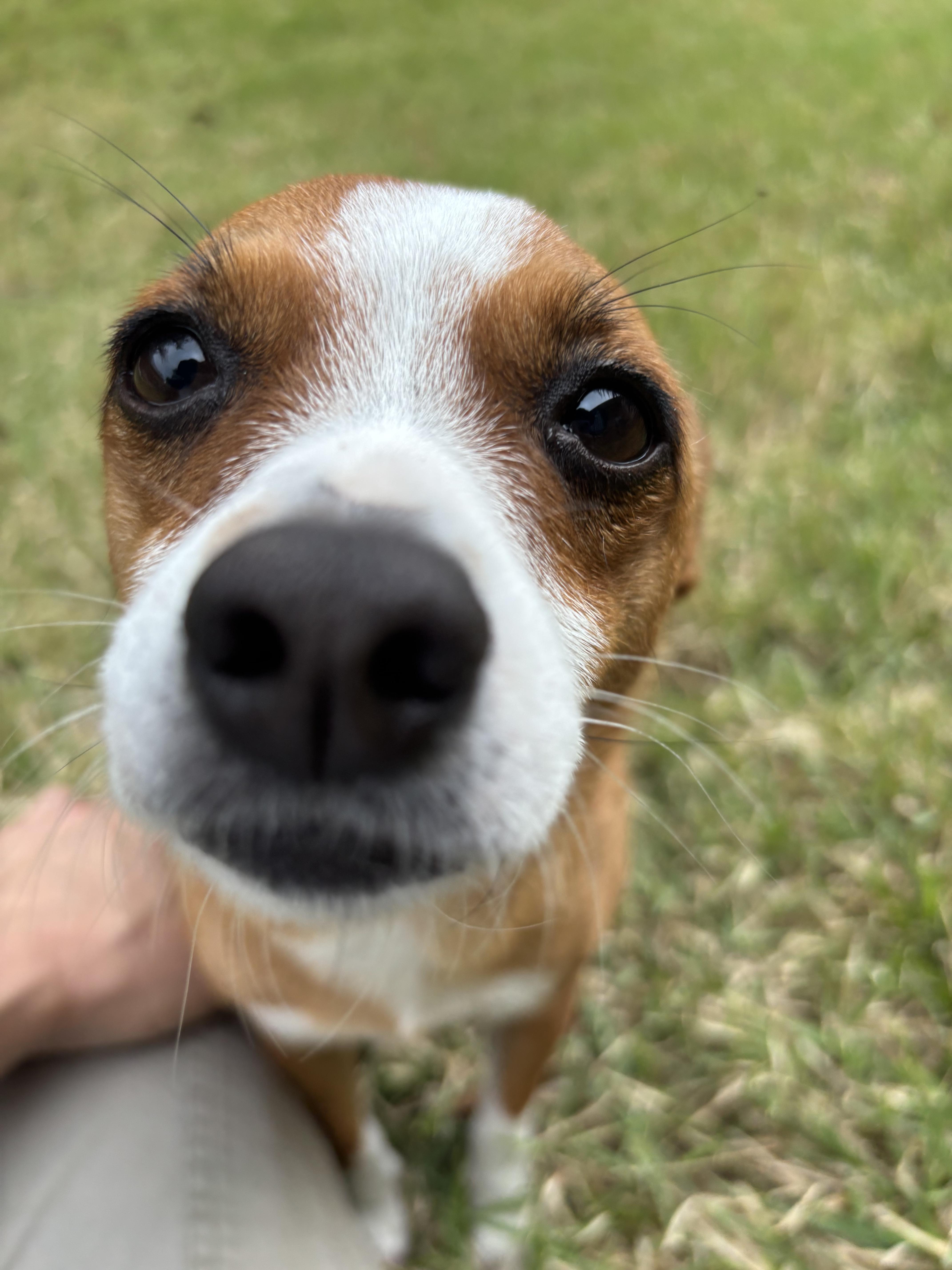 Enlarge Tanya , a ADOPTABLE mixed breed in Boston, MA image 2/6