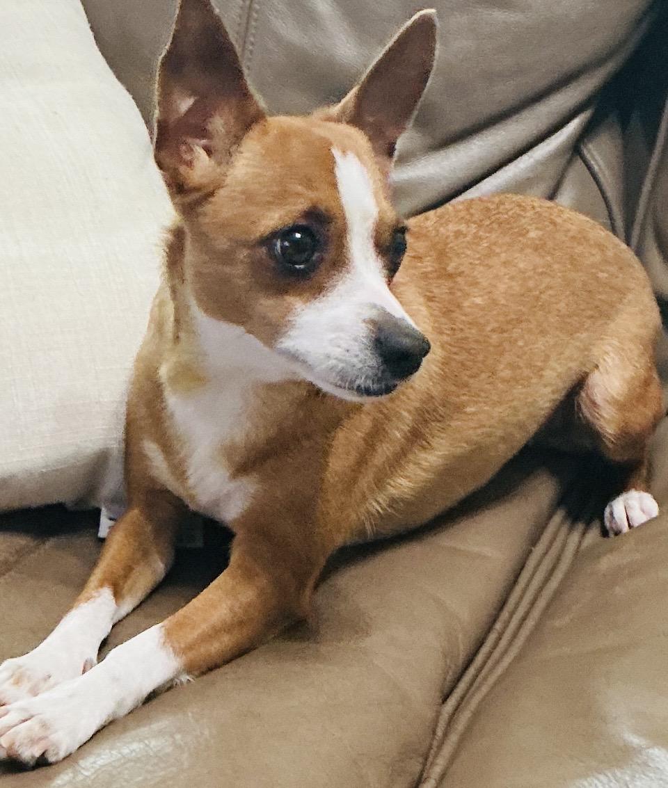 Enlarge Tanya , a ADOPTABLE mixed breed in Boston, MA image 1/6