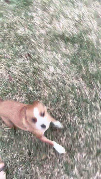 Enlarge Tanya , a ADOPTABLE mixed breed in Boston, MA video 5/6