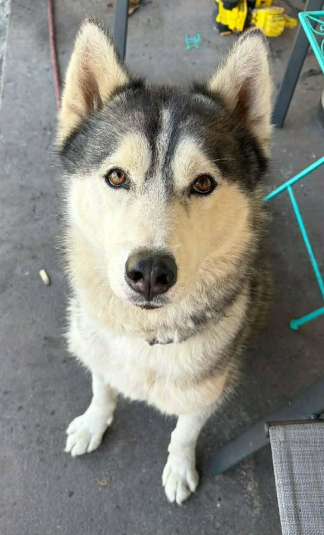 Shadow, Adoptable, Adult Male Siberian Husky.