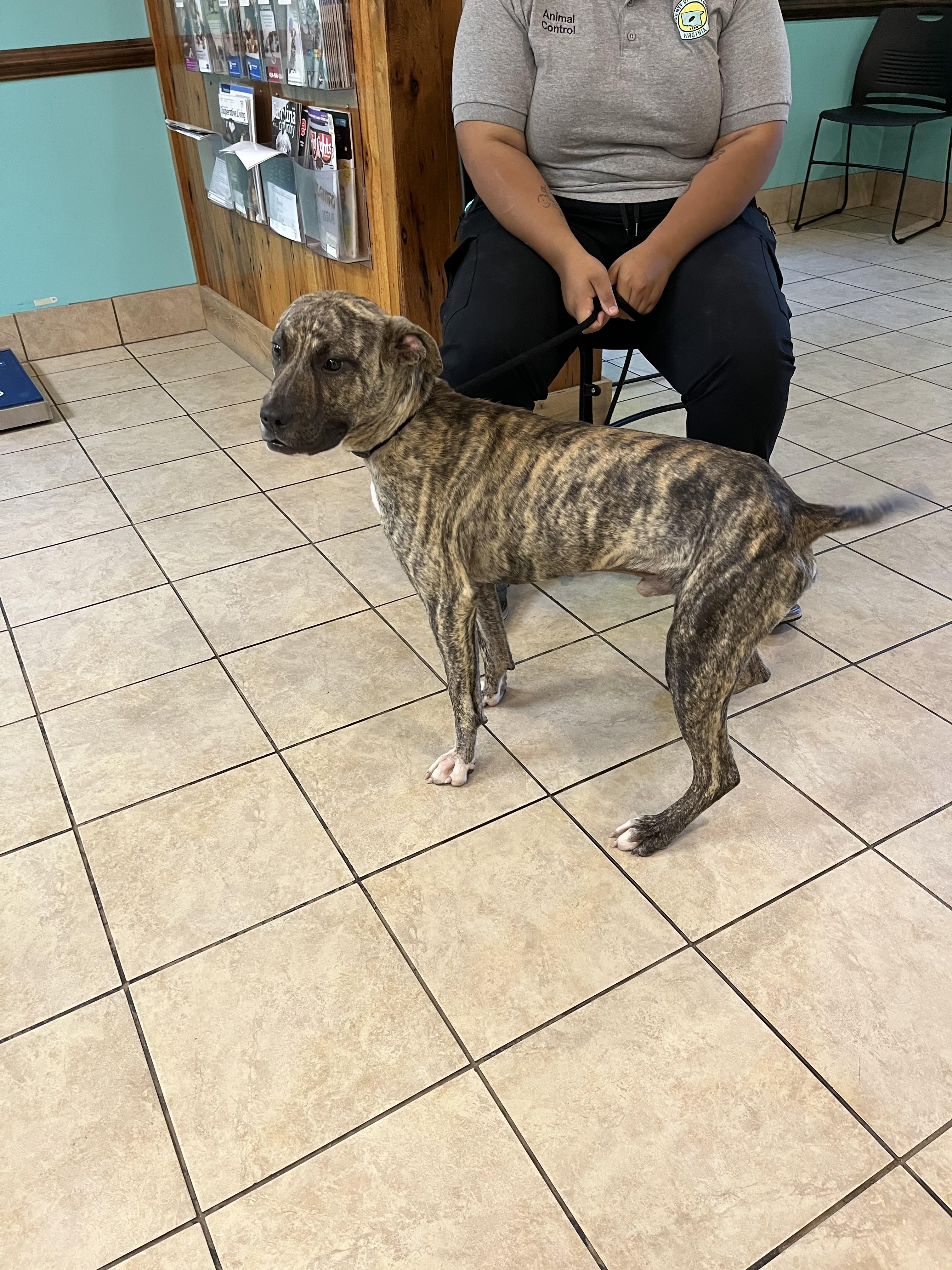 Camo, Adopted, Young Male Terrier.