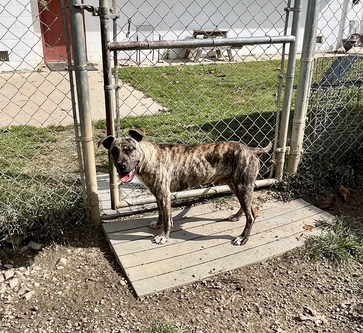 Enlarge Camo, a Adopted Terrier in Blackstone, VA image 2/5
