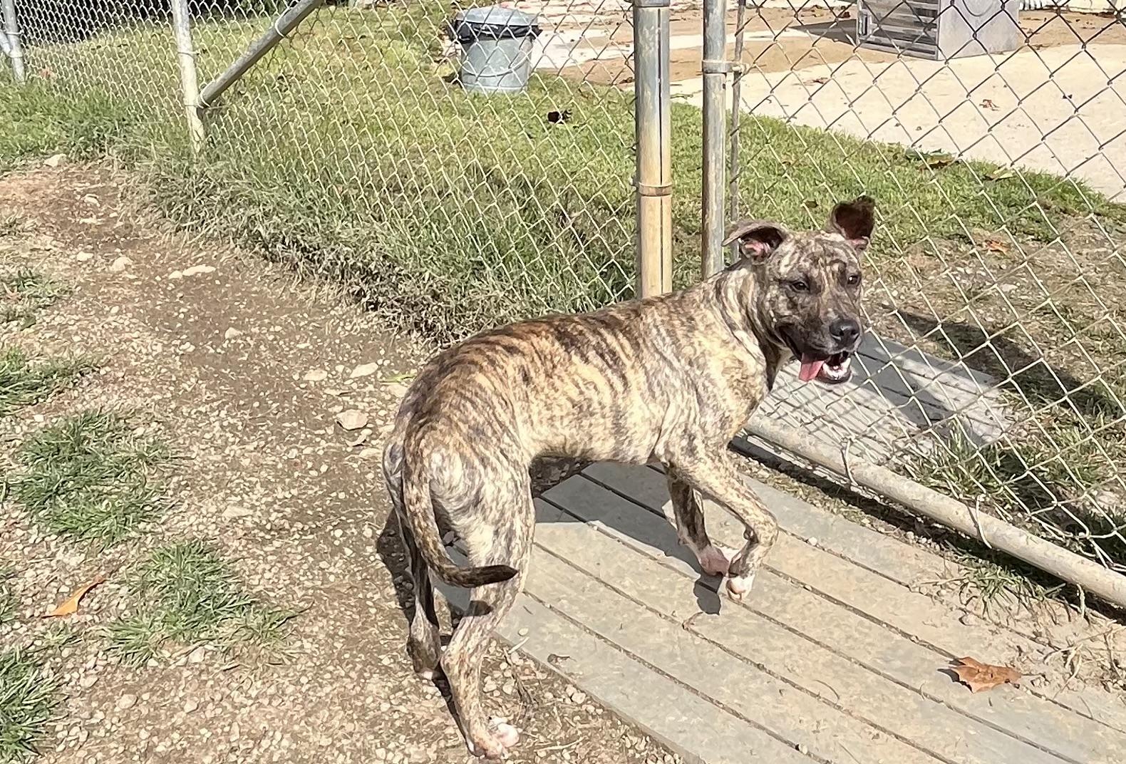 Enlarge Camo, a Adopted Terrier in Blackstone, VA image 3/5