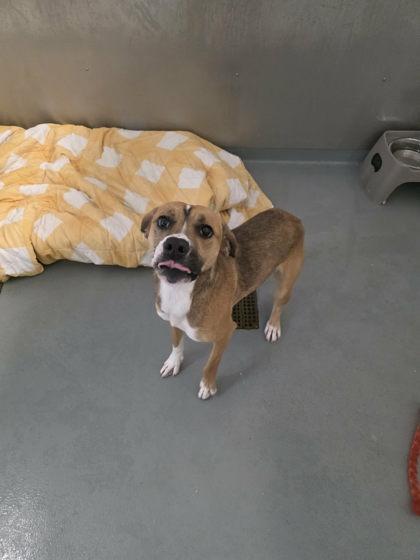 Fiji, Adoptable, Young Female Hound & Mixed Breed.
