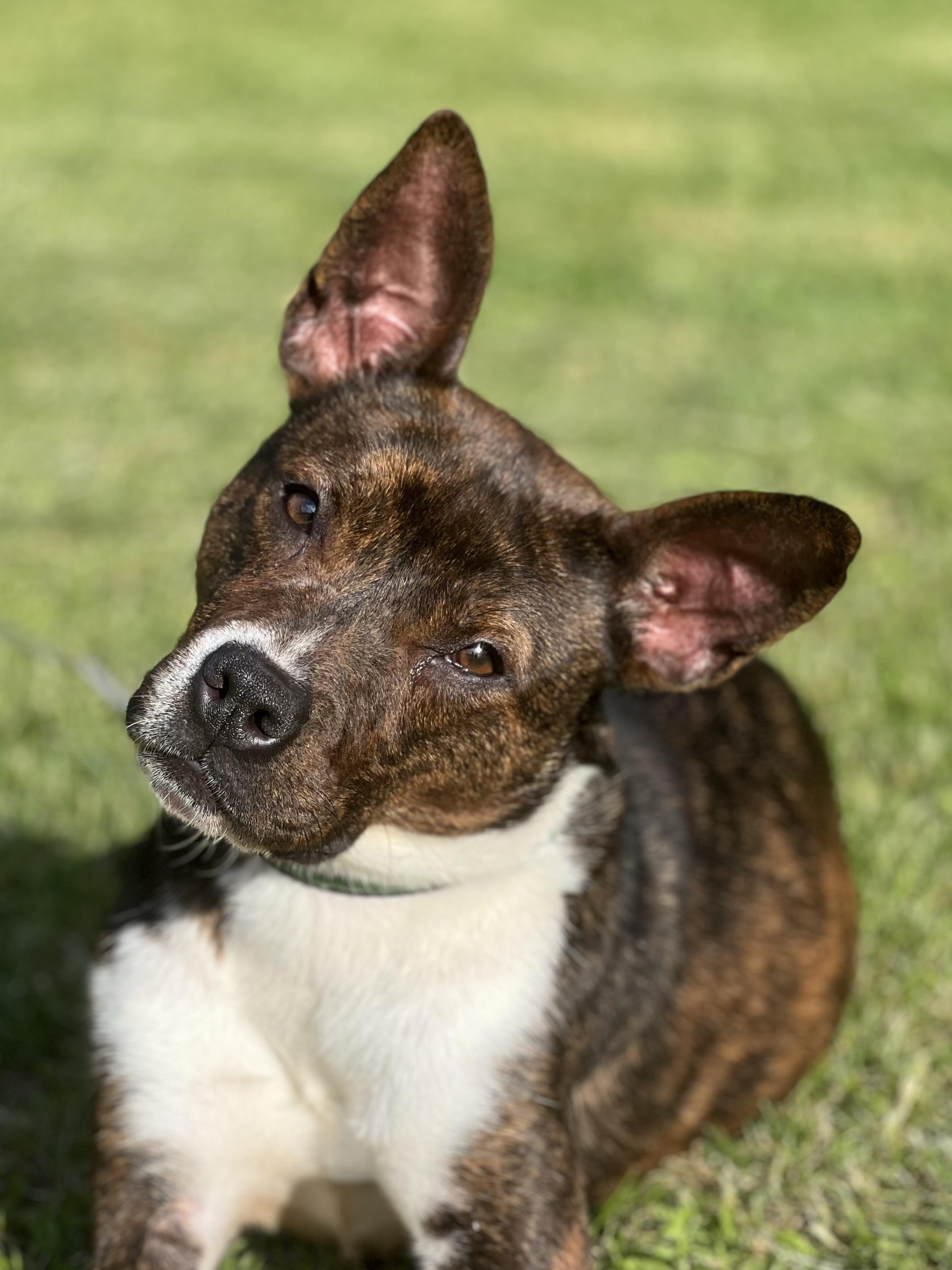 Gossip, Young Female Basenji