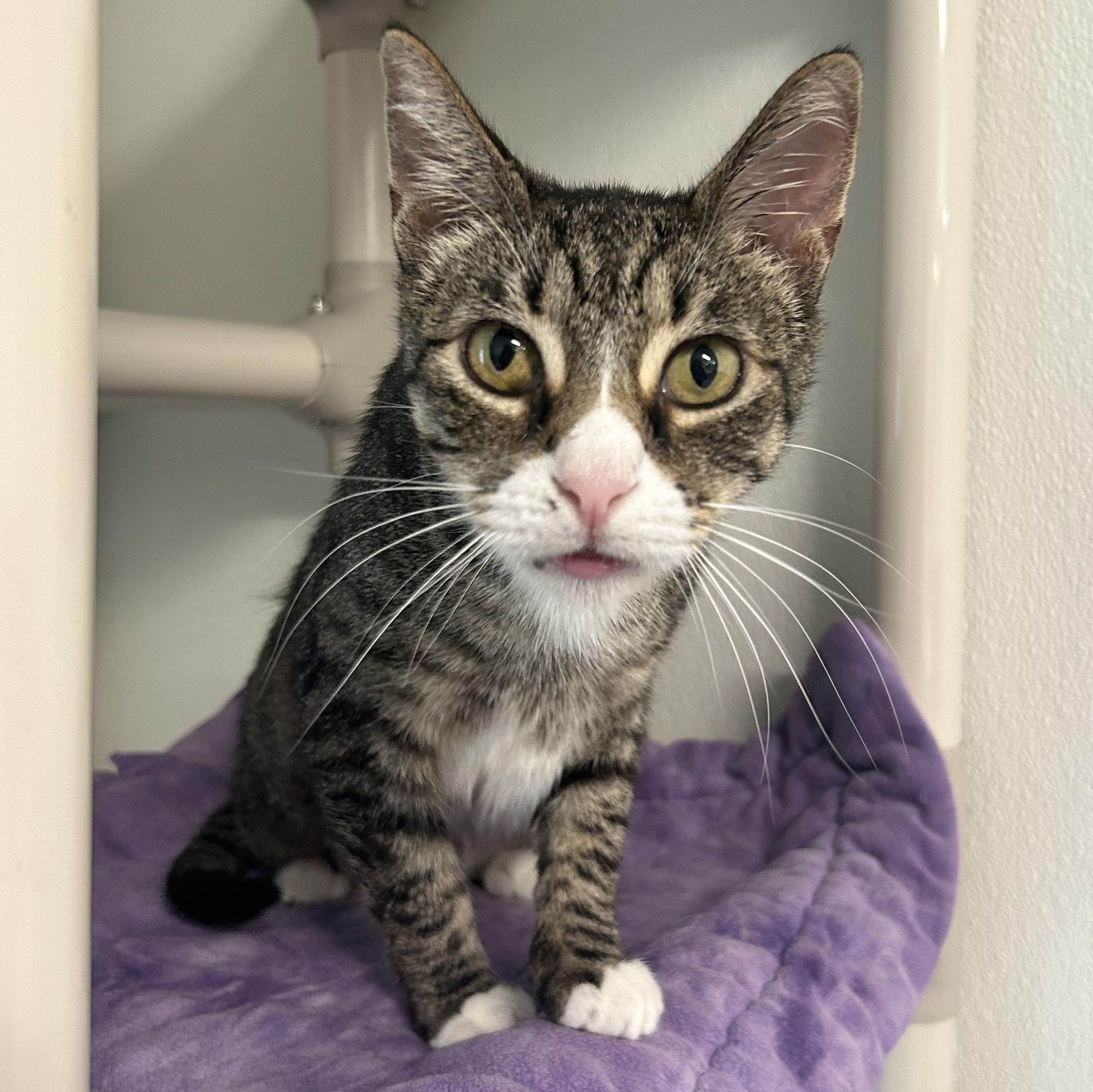 Enlarge Mama Holly, a Adopted Domestic Short Hair in El Cajon, CA image 2/3