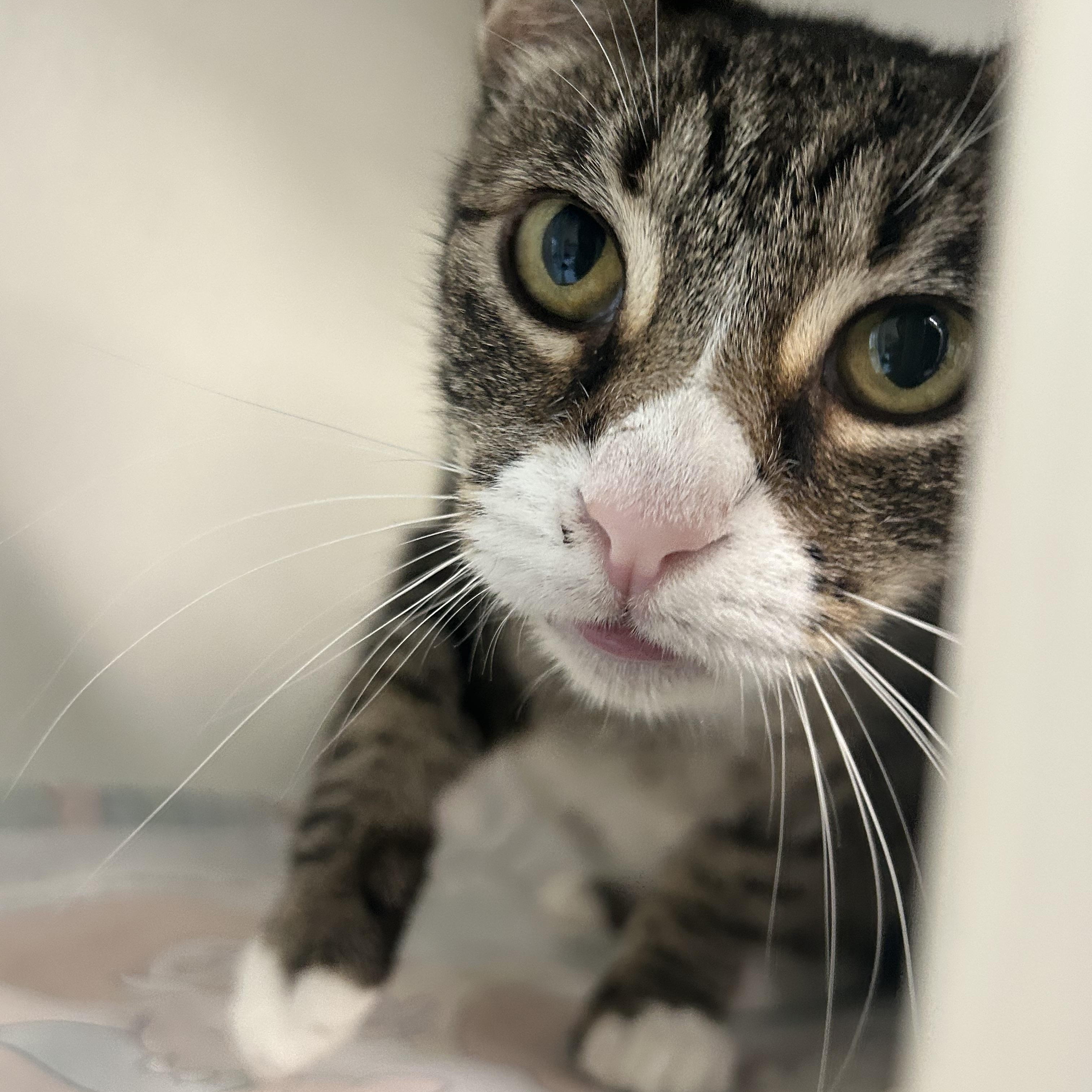 Enlarge Mama Holly, a Adopted Domestic Short Hair in El Cajon, CA image 3/3