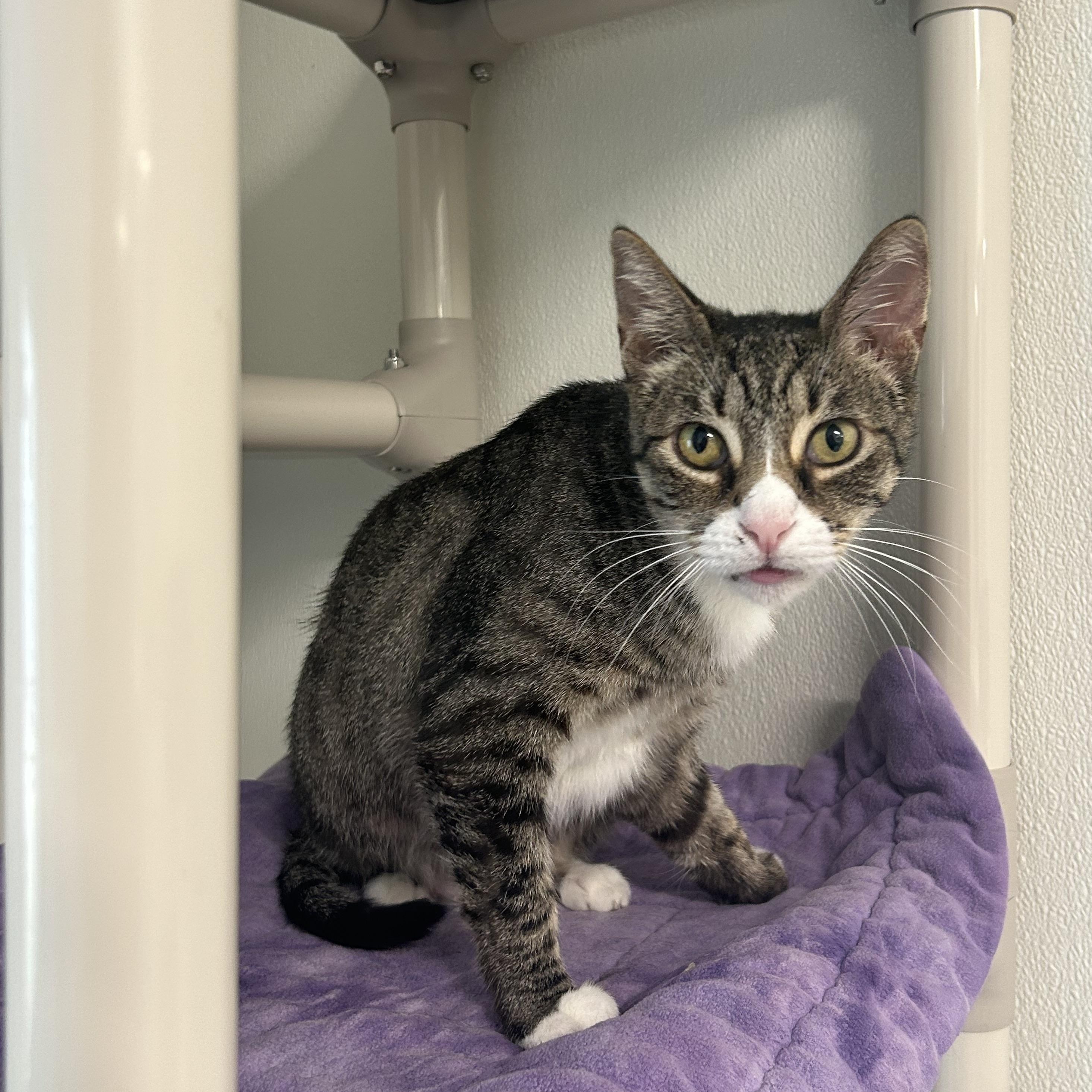 Enlarge Mama Holly, a Adopted Domestic Short Hair in El Cajon, CA image 1/3