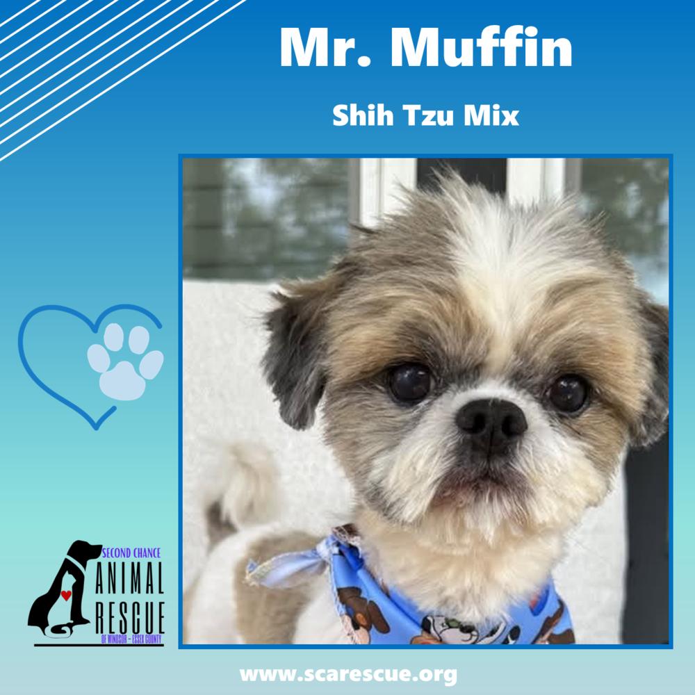 Mr. Muffin, Adoptable, Adult Male Shih Tzu.