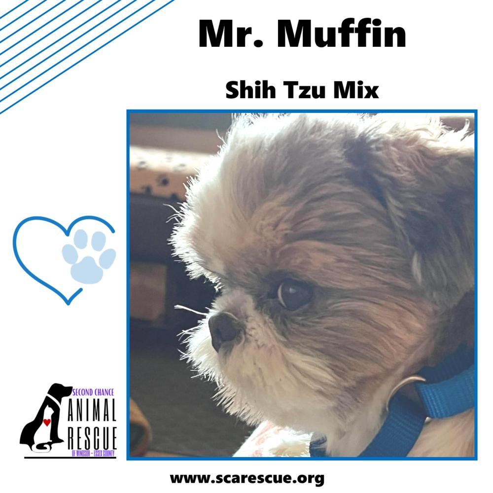 Mr. Muffin, a Adoptable mixed breed in Windsor, ON image 2/6