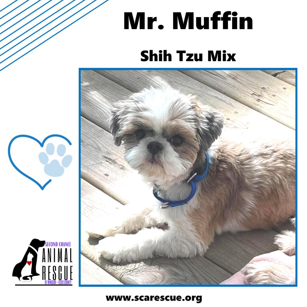 Mr. Muffin, a Adoptable mixed breed in Windsor, ON image 3/6