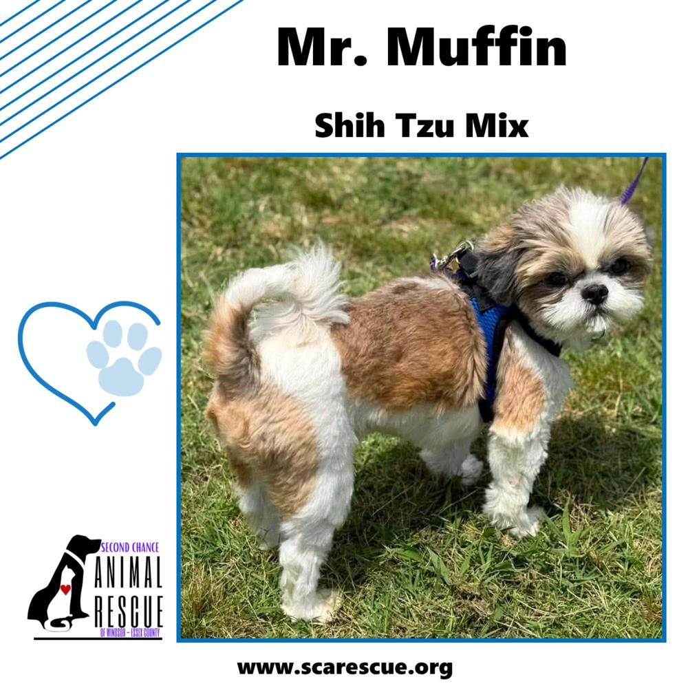 Mr. Muffin, a Adoptable mixed breed in Windsor, ON image 4/6