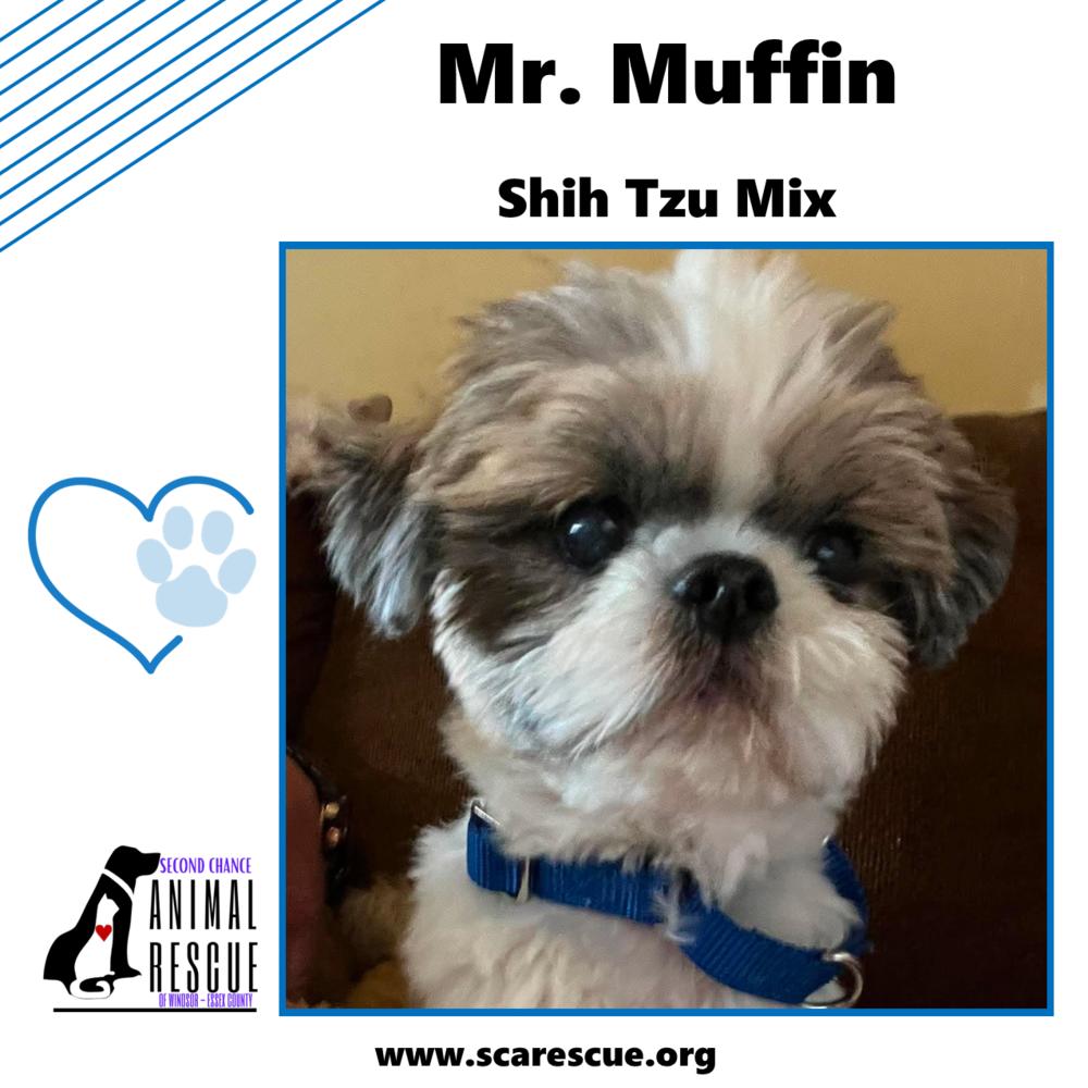 Mr. Muffin, a Adoptable mixed breed in Windsor, ON image 5/6