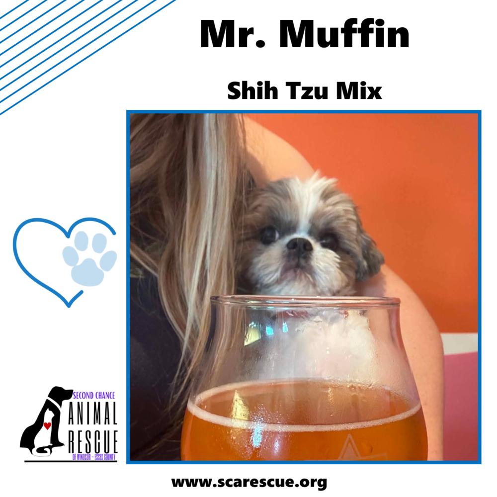 Mr. Muffin, a Adoptable mixed breed in Windsor, ON image 6/6