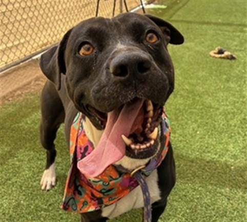MASON, Adoptable, Adult Male Pit Bull Terrier.