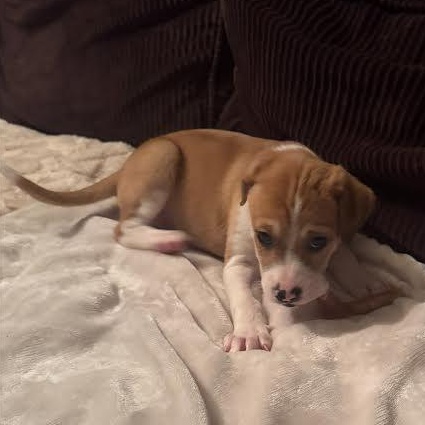 Enlarge Dallas, a Adoptable mixed breed in Midlothian, VA image 3/4