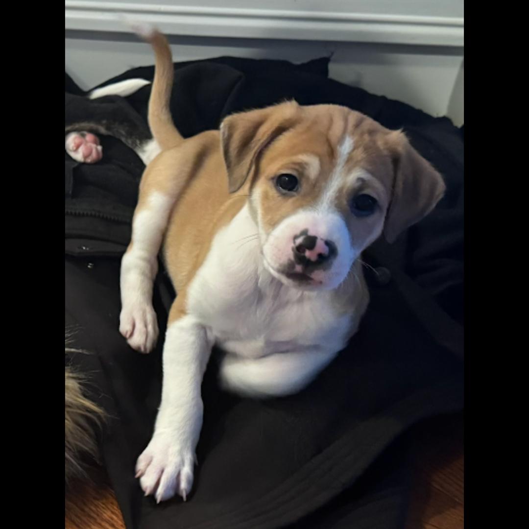 Dallas, Adoptable, Puppy Male Beagle.
