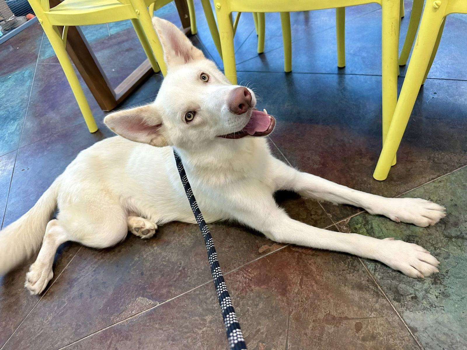 Enlarge Kuli, a Adopted White German Shepherd in Slidell, LA image 1/3