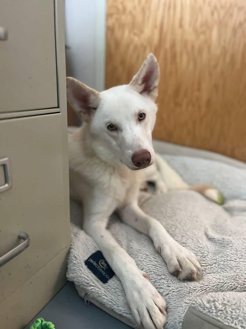 Enlarge Kuli, a Adopted White German Shepherd in Slidell, LA image 2/3