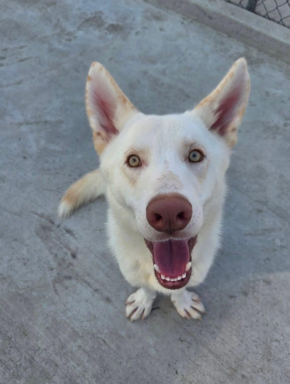 Enlarge Kuli, a Adopted White German Shepherd in Slidell, LA image 3/3