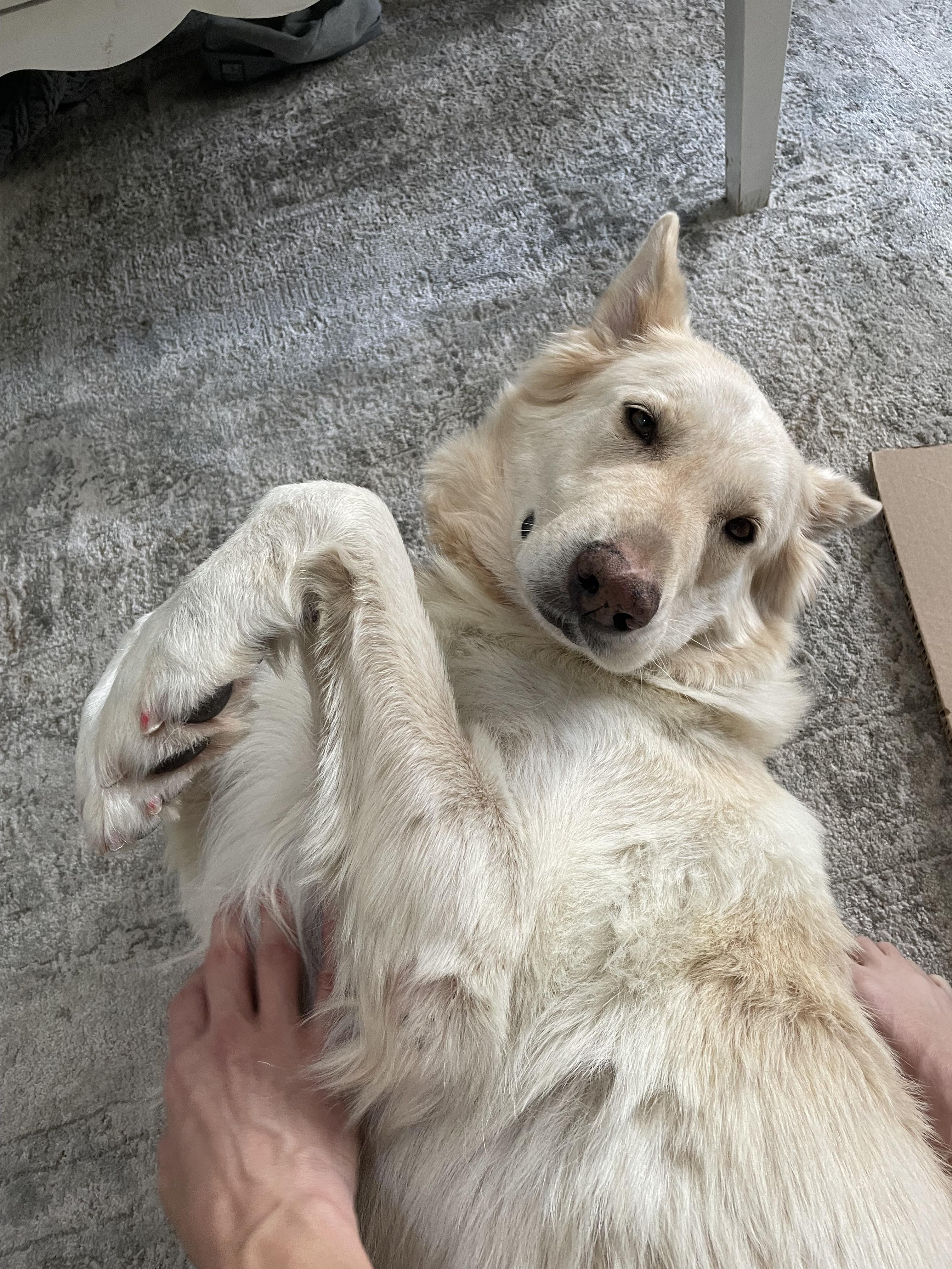 Enlarge Maple, a Adoptable German Shepherd Dog in Richmond, VA image 5/6