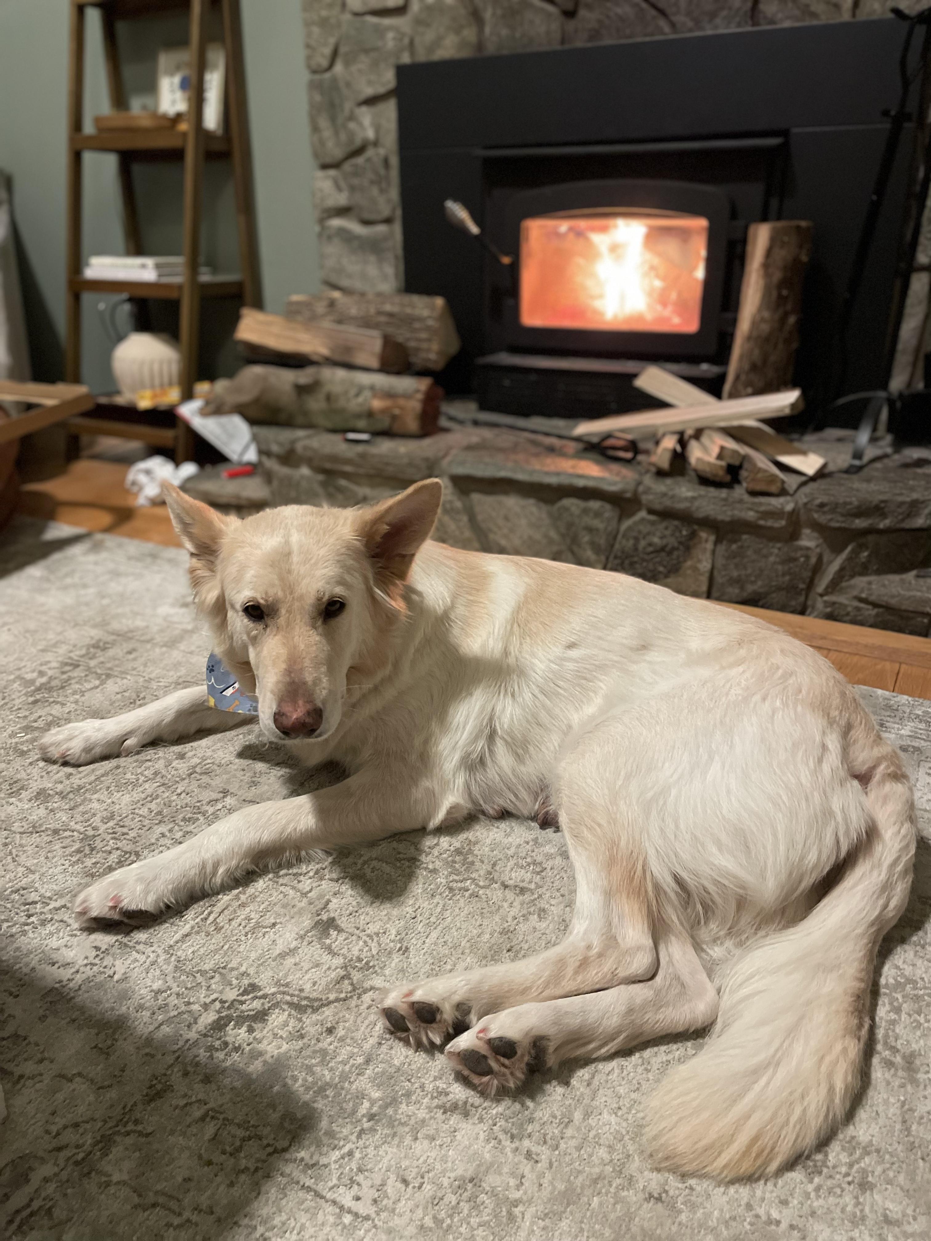 Enlarge Maple, a Adoptable German Shepherd Dog in Richmond, VA image 3/6