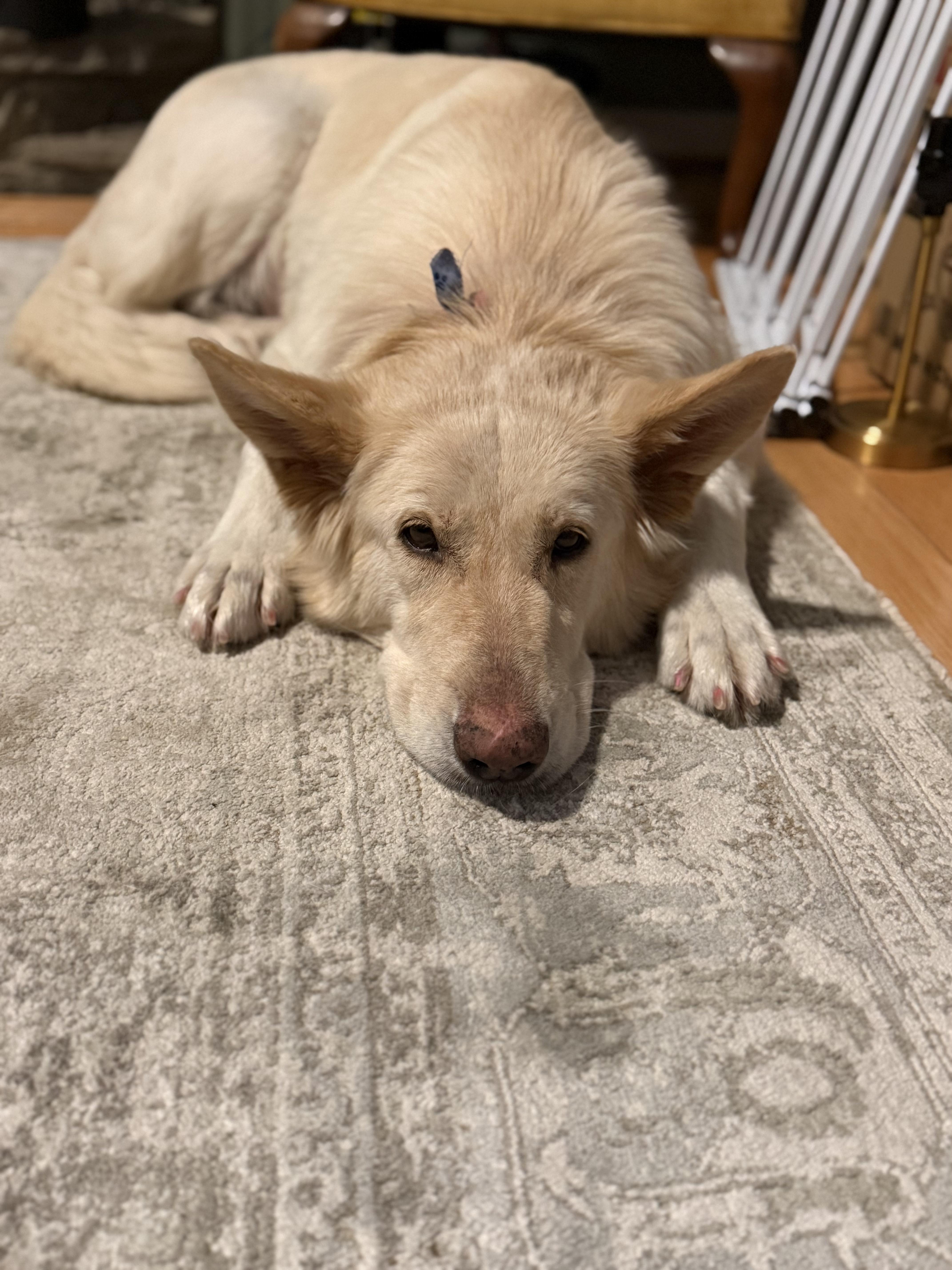 Enlarge Maple, a Adoptable German Shepherd Dog in Richmond, VA image 2/6