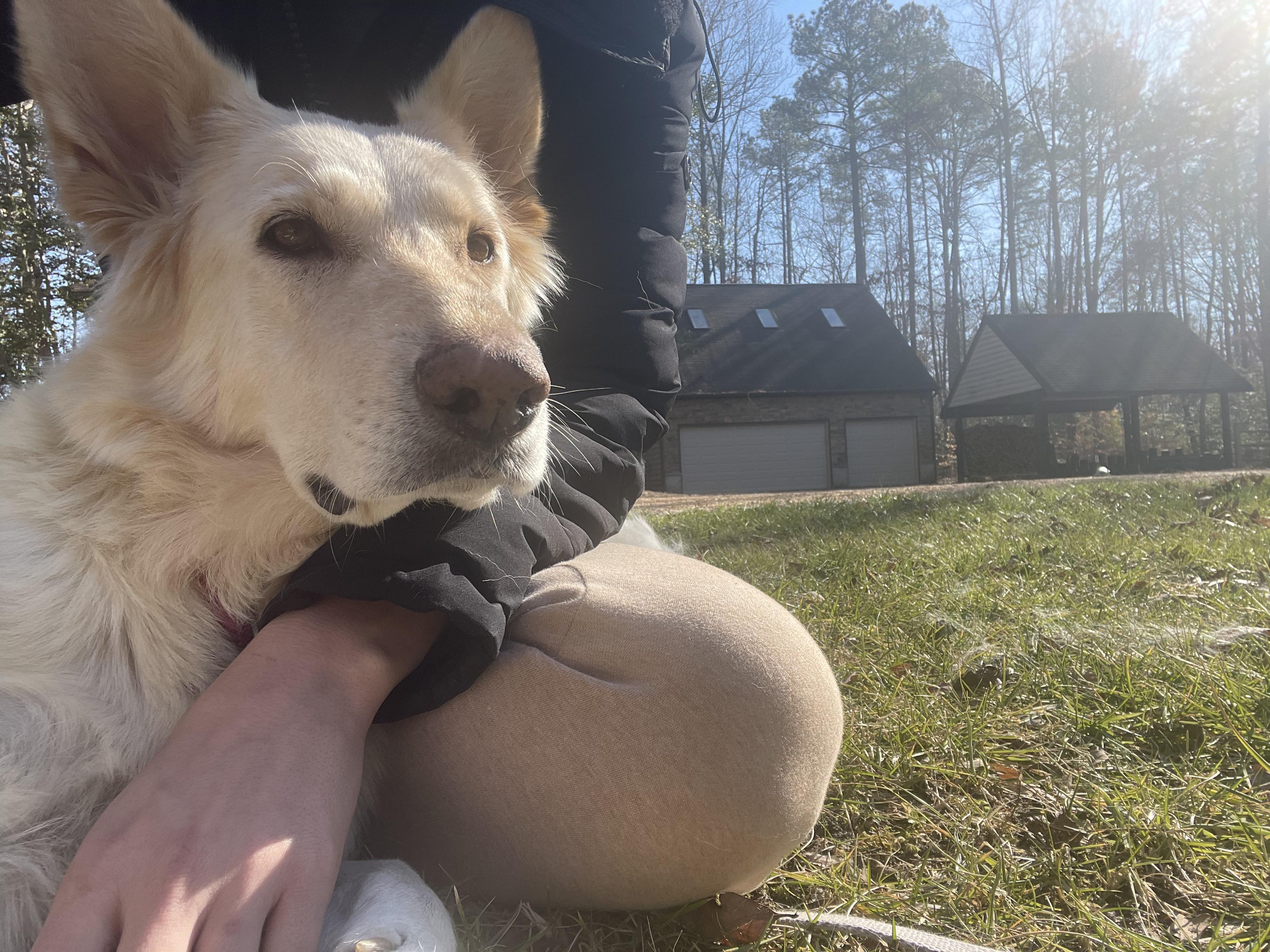 Enlarge Maple, a Adoptable German Shepherd Dog in Richmond, VA image 4/6