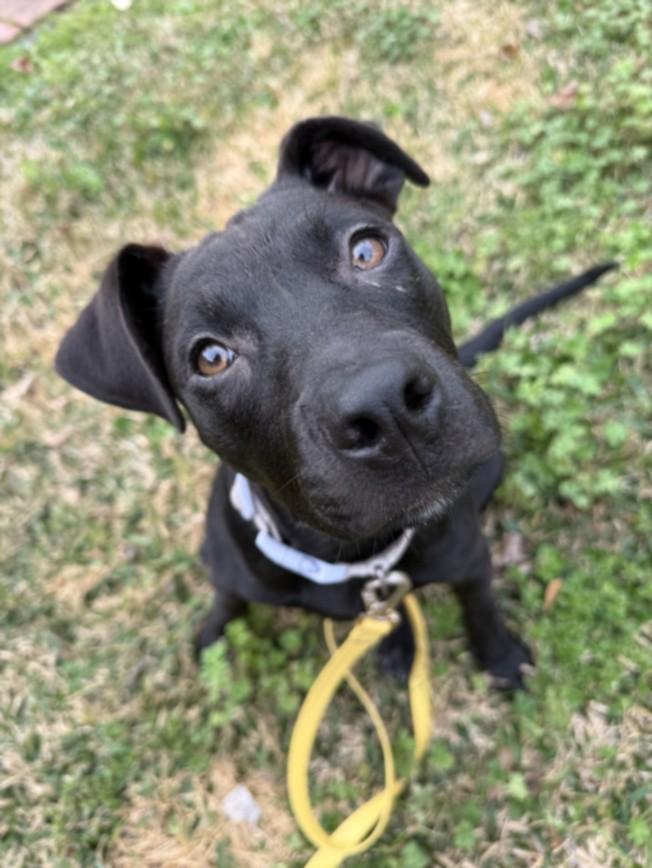 RUE, Adoptable, Young Female Staffordshire Bull Terrier & Mixed Breed.