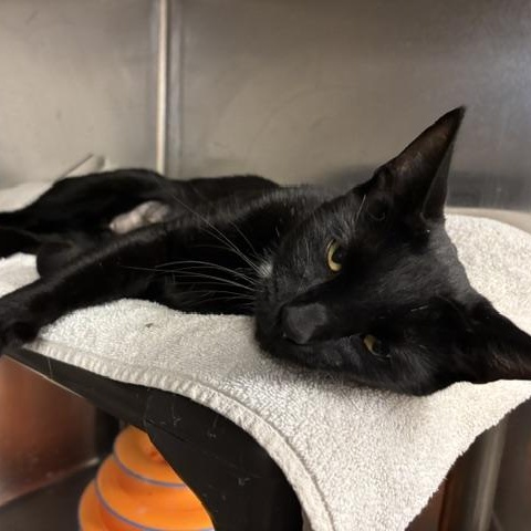 Windsor, a ADOPTABLE Domestic Short Hair in Braintree, MA image 4/5