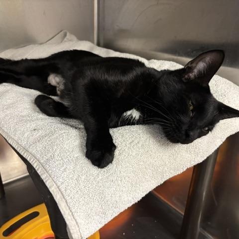Windsor, a ADOPTABLE Domestic Short Hair in Braintree, MA image 2/5