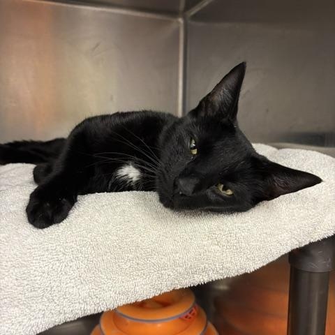Windsor, a ADOPTABLE Domestic Short Hair in Braintree, MA image 1/5