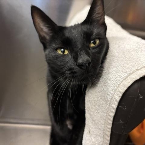 Windsor, a ADOPTABLE Domestic Short Hair in Braintree, MA image 3/5