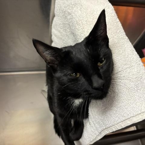 Windsor, a ADOPTABLE Domestic Short Hair in Braintree, MA image 5/5