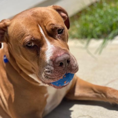 Redd, Adult Male Mastiff