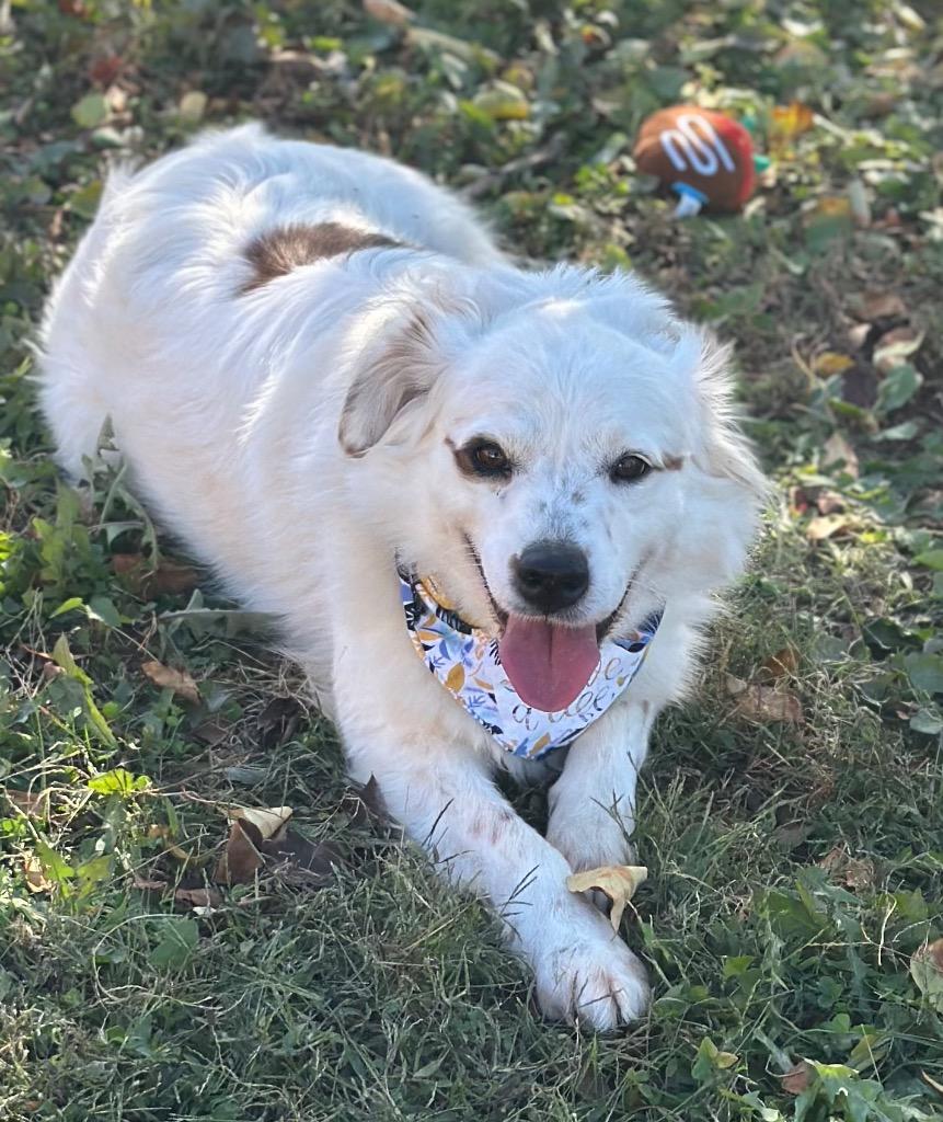 Millie, ADOPTABLE, Adult Female Australian Shepherd & Great Pyrenees.