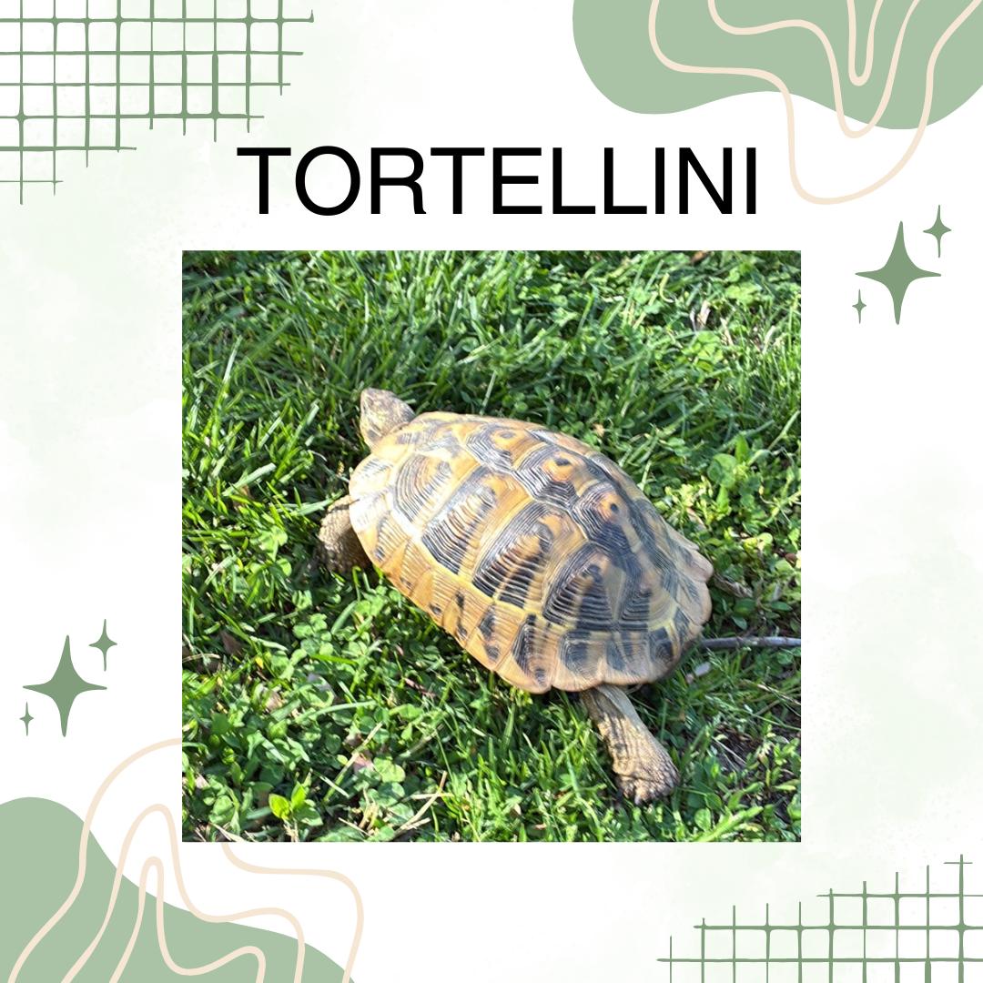 Tortellini, Adopted, Adult Female Tortoise.