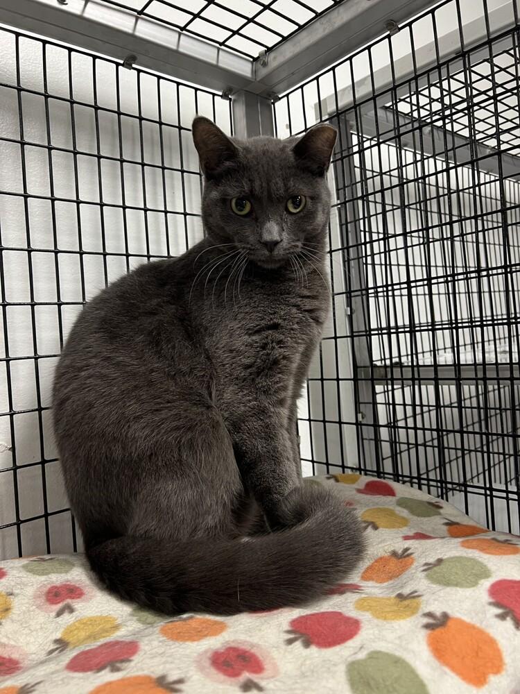 Handsome, Adoptable, Adult Male Domestic Short Hair.