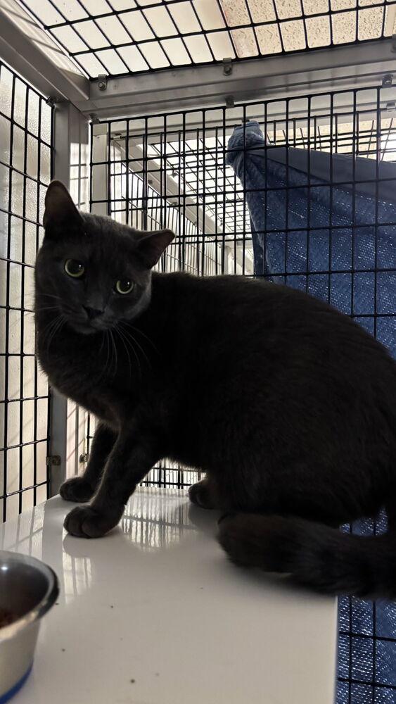 Enlarge Handsome, a Adoptable Domestic Short Hair in Stockton, CA image 2/2