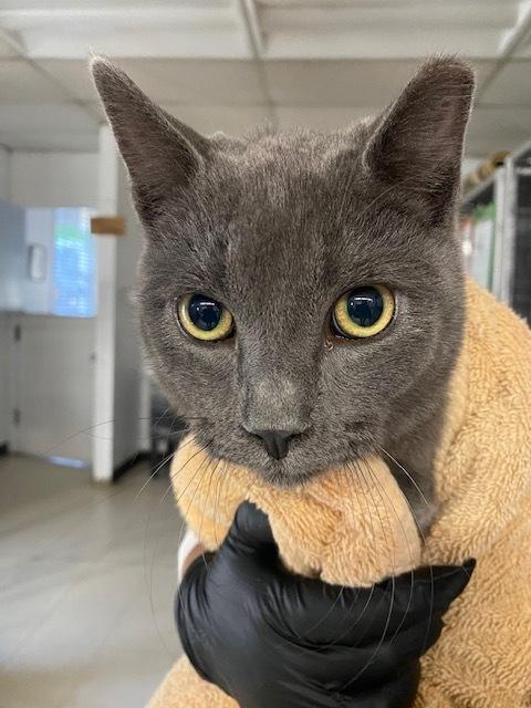 Handsome, a Adoptable Domestic Short Hair in Stockton, CA image 2/2