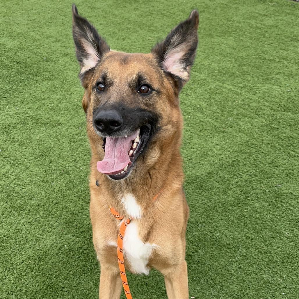 Enlarge Boomerang, a Adoptable Shepherd in Bristol, IN image 1/6