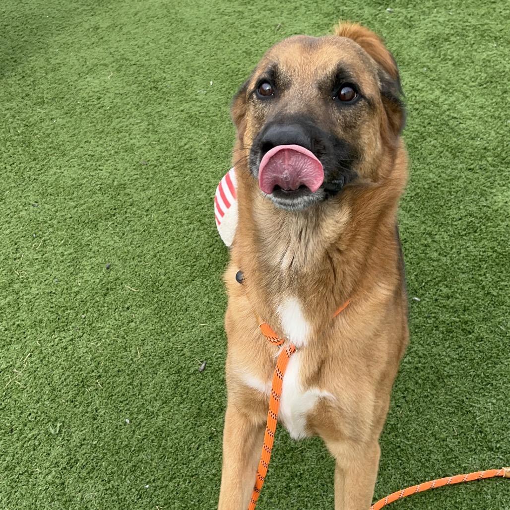 Enlarge Boomerang, a Adoptable Shepherd in Bristol, IN image 2/6