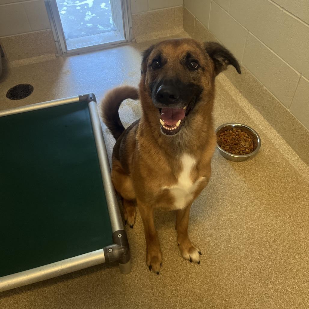 Enlarge Boomerang, a Adoptable Shepherd in Bristol, IN image 3/6
