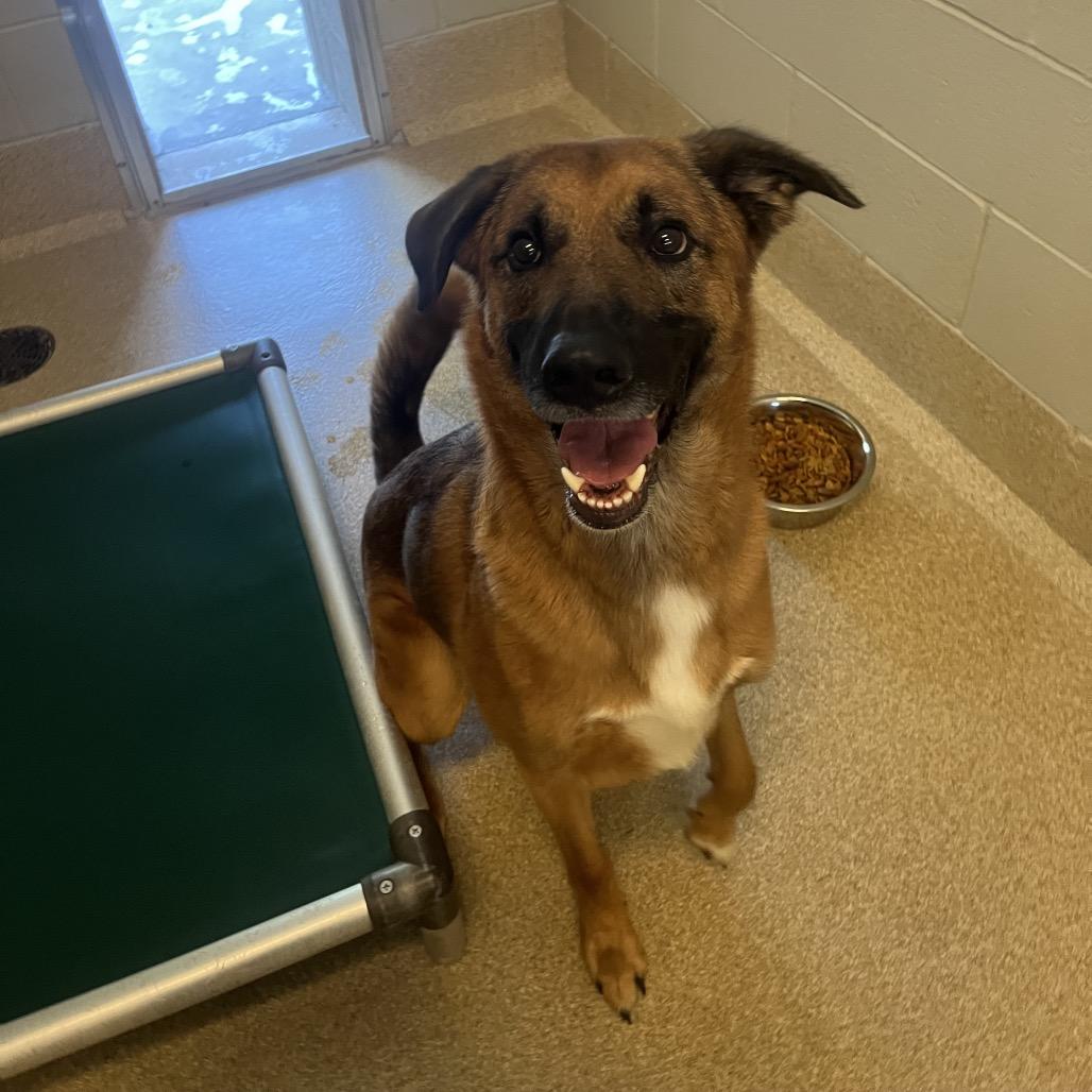 Enlarge Boomerang, a Adoptable Shepherd in Bristol, IN image 4/6