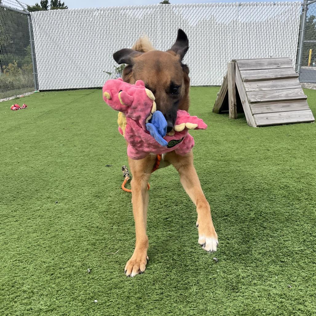 Enlarge Boomerang, a Adoptable Shepherd in Bristol, IN image 5/6