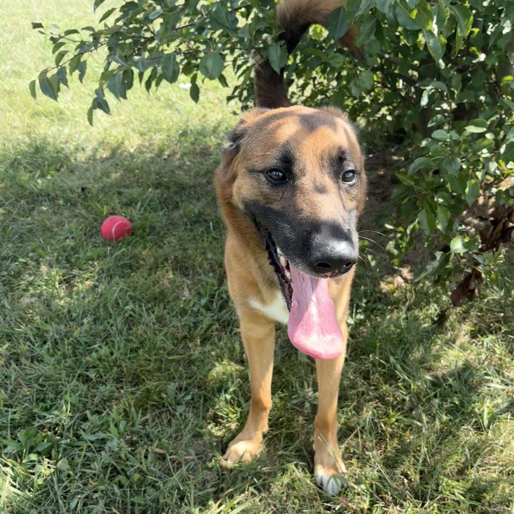 Enlarge Boomerang, a Adoptable Shepherd in Bristol, IN image 6/6