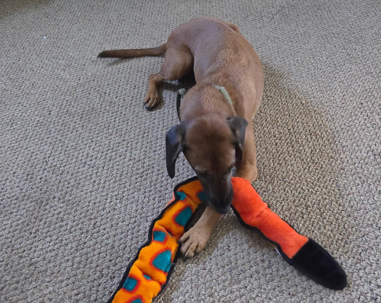 Enlarge Sarge - Tripod, a Adoptable Redbone Coonhound in North Bay, ON image 2/3